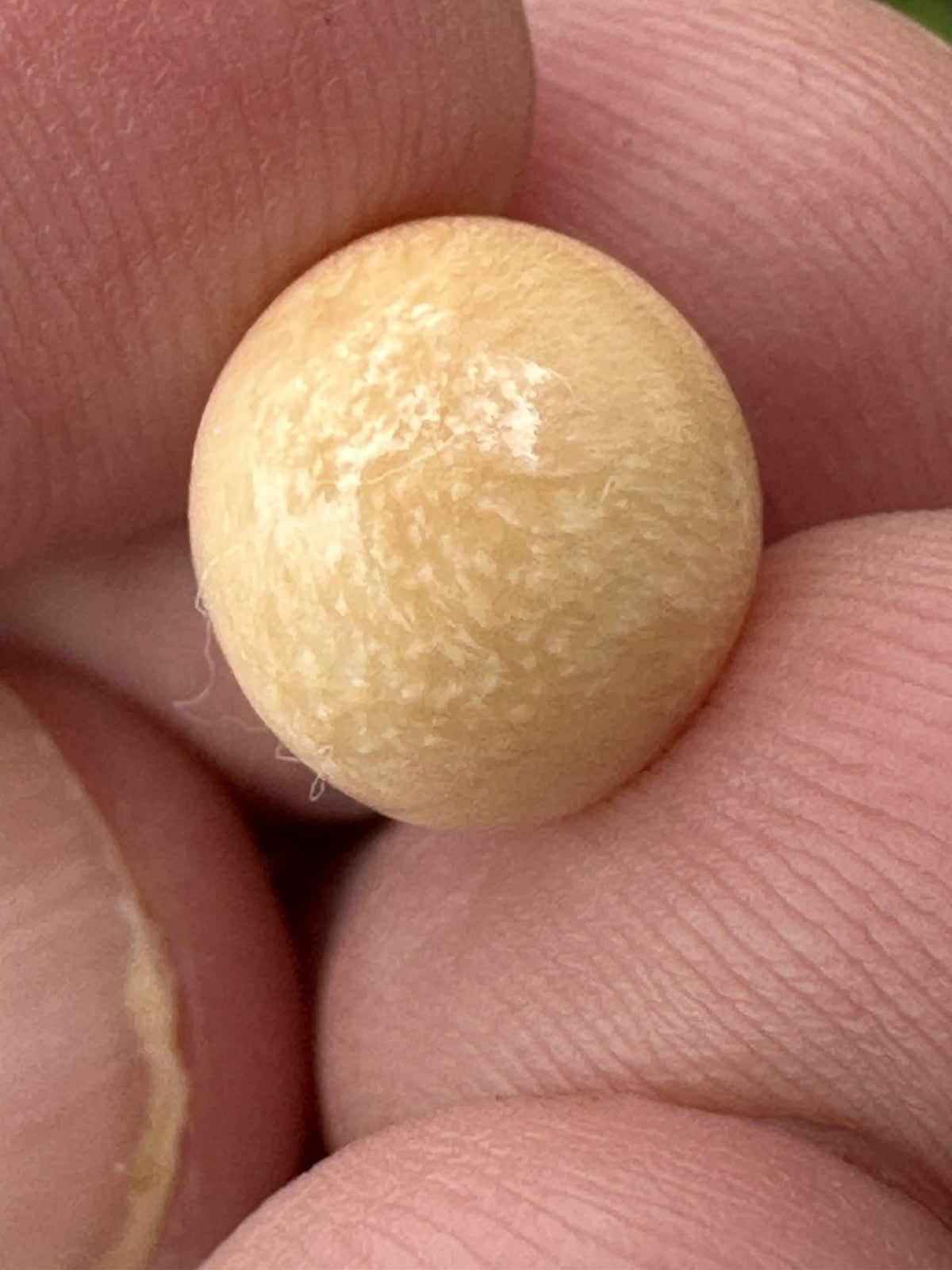 A Delightful Melo Pearl 5.22ct