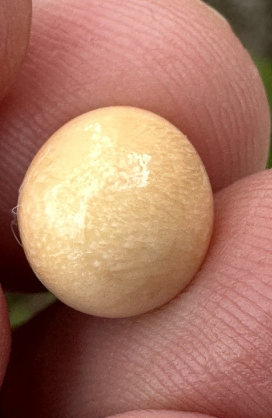 A Delightful Melo Pearl 5.22ct