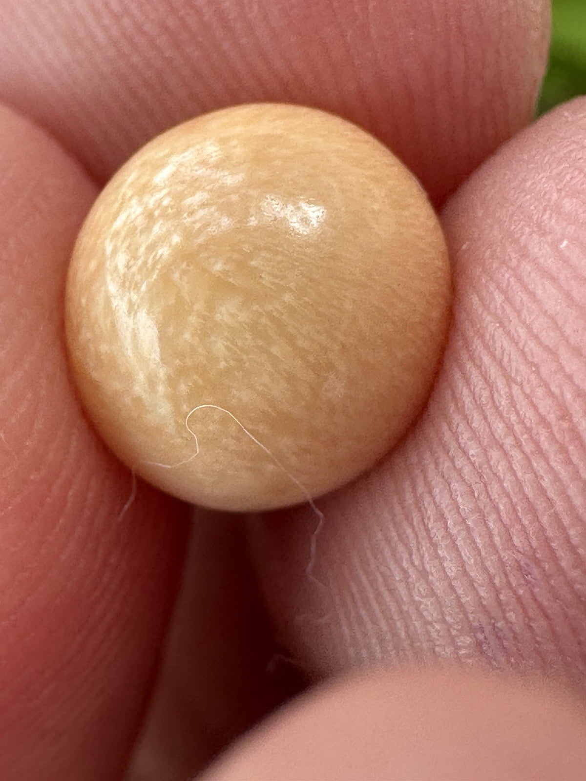 A Delightful Melo Pearl 5.22ct