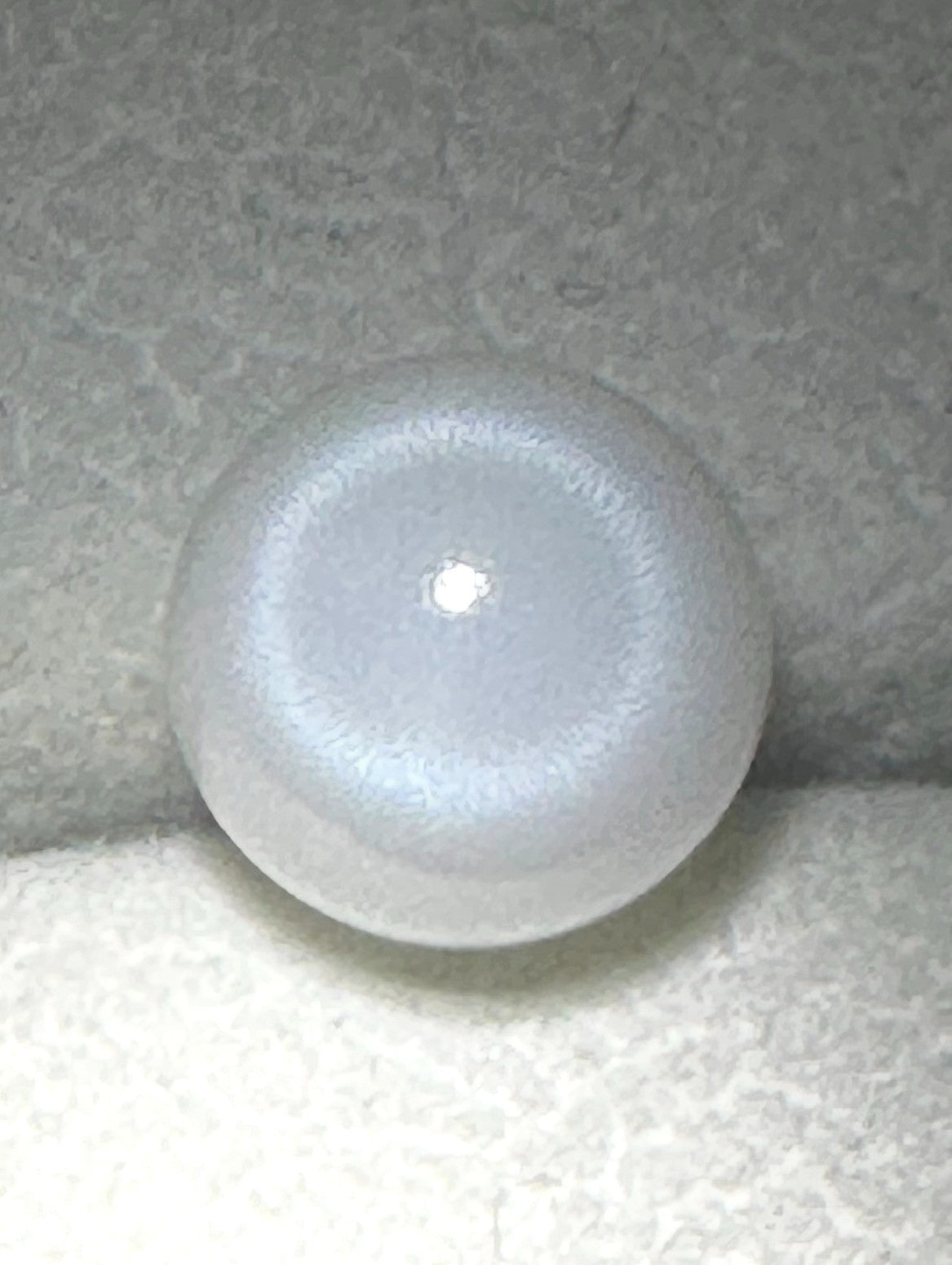 Natural Pearl Tridacna Clam 7.81ct - Beautiful !