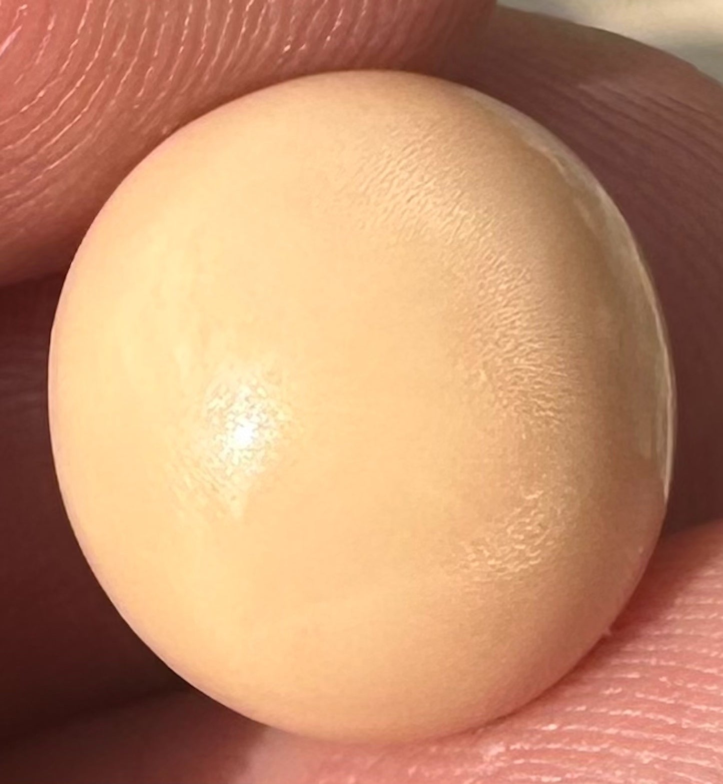 A Rare and Stunning 14.49ct Natural Saltwater Cassis Cornuta Pearl