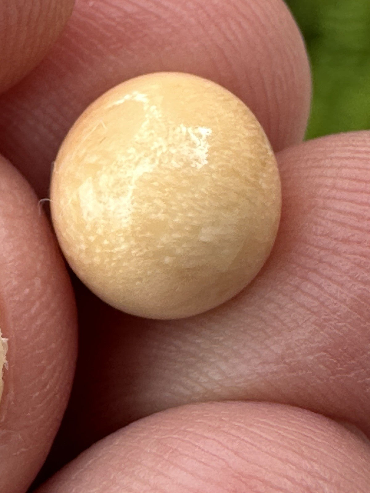 A Delightful Melo Pearl 5.22ct
