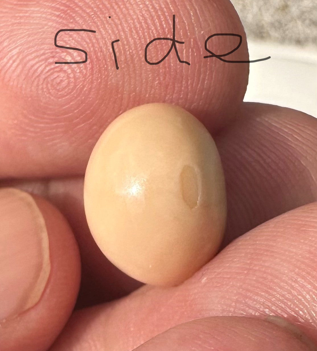 A Rare and Stunning 14.49ct Natural Saltwater Cassis Cornuta Pearl