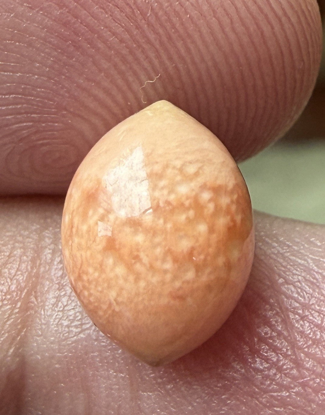 Melo Pearl 4.80ct - Natural Pearl - Exquisite!