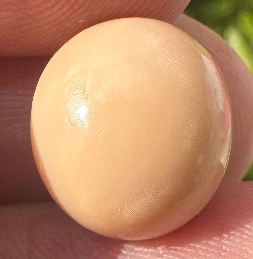A Rare and Stunning 14.49ct Natural Saltwater Cassis Cornuta Pearl