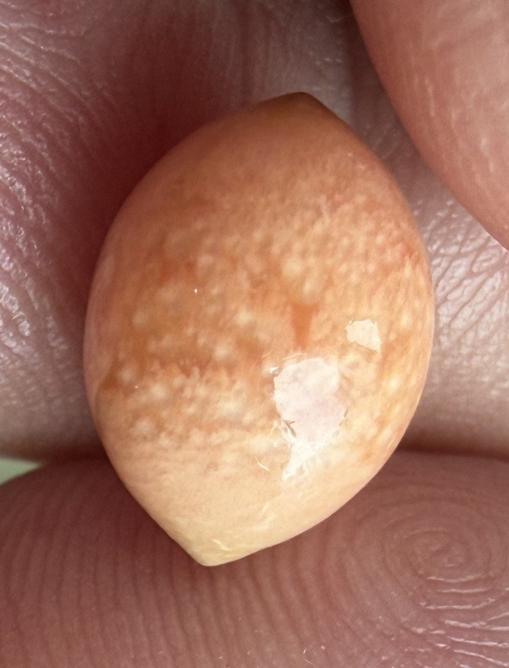 Melo Pearl 4.80ct - Natural Pearl - Exquisite!