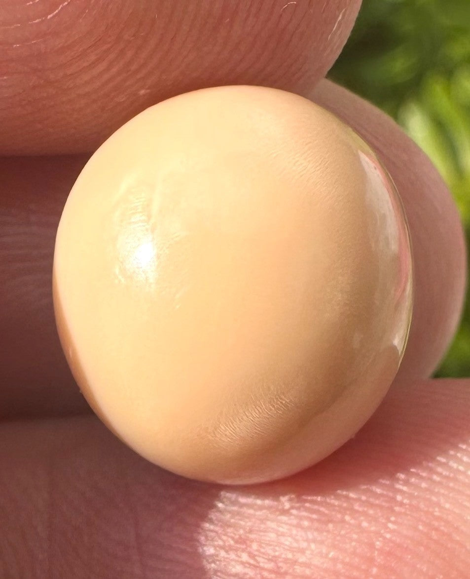 A Rare and Stunning 14.49ct Natural Saltwater Cassis Cornuta Pearl
