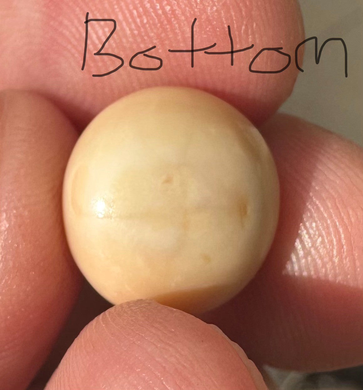 A Rare and Stunning 14.49ct Natural Saltwater Cassis Cornuta Pearl
