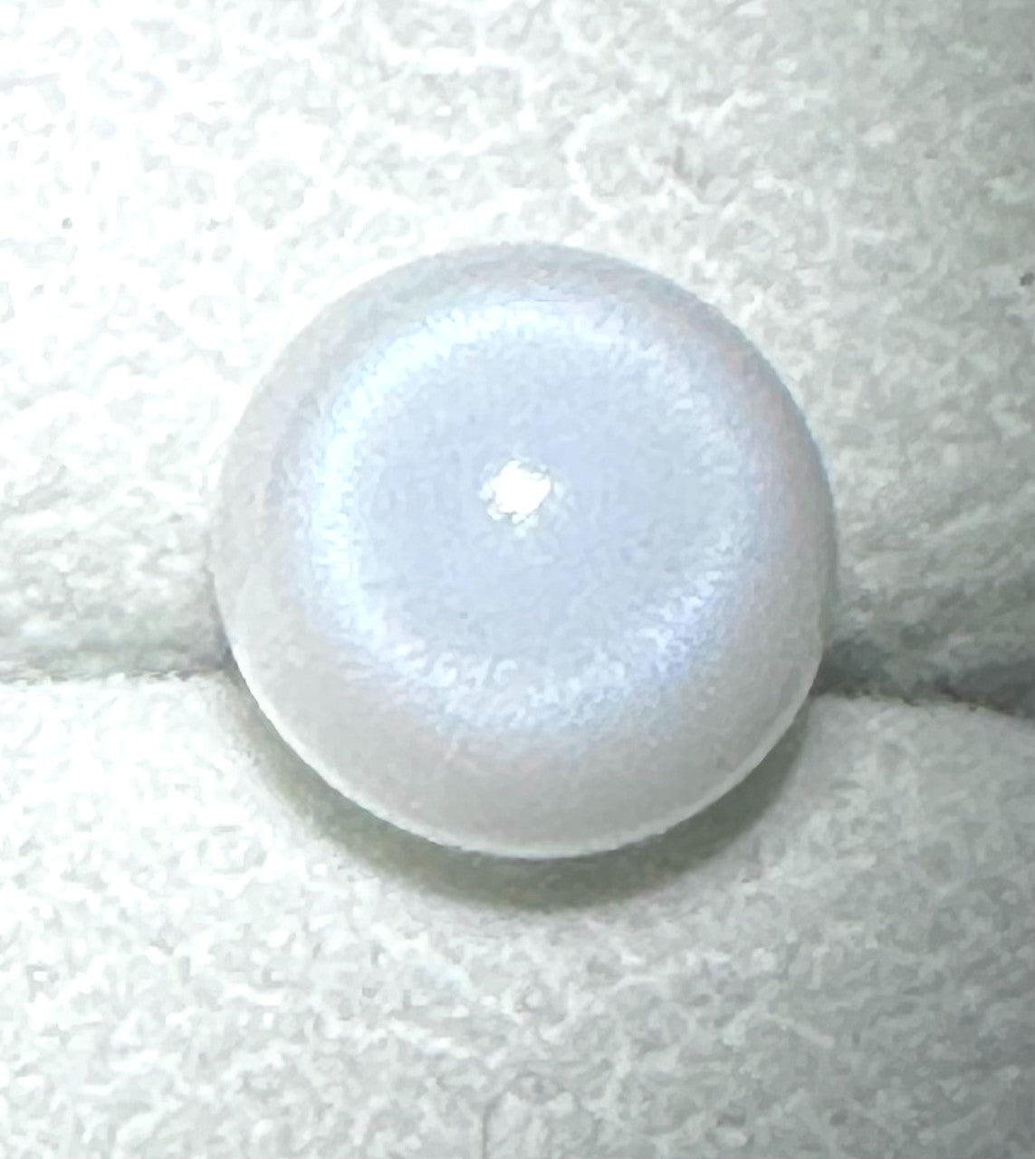 Natural Pearl Tridacna Clam 7.81ct - Beautiful !
