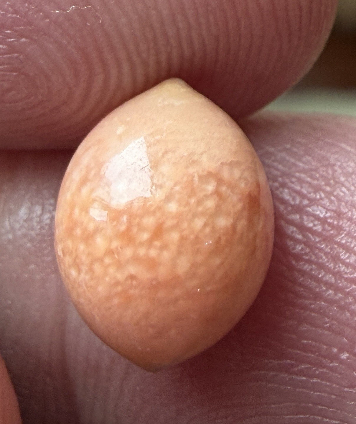 Melo Pearl 4.80ct - Natural Pearl - Exquisite!