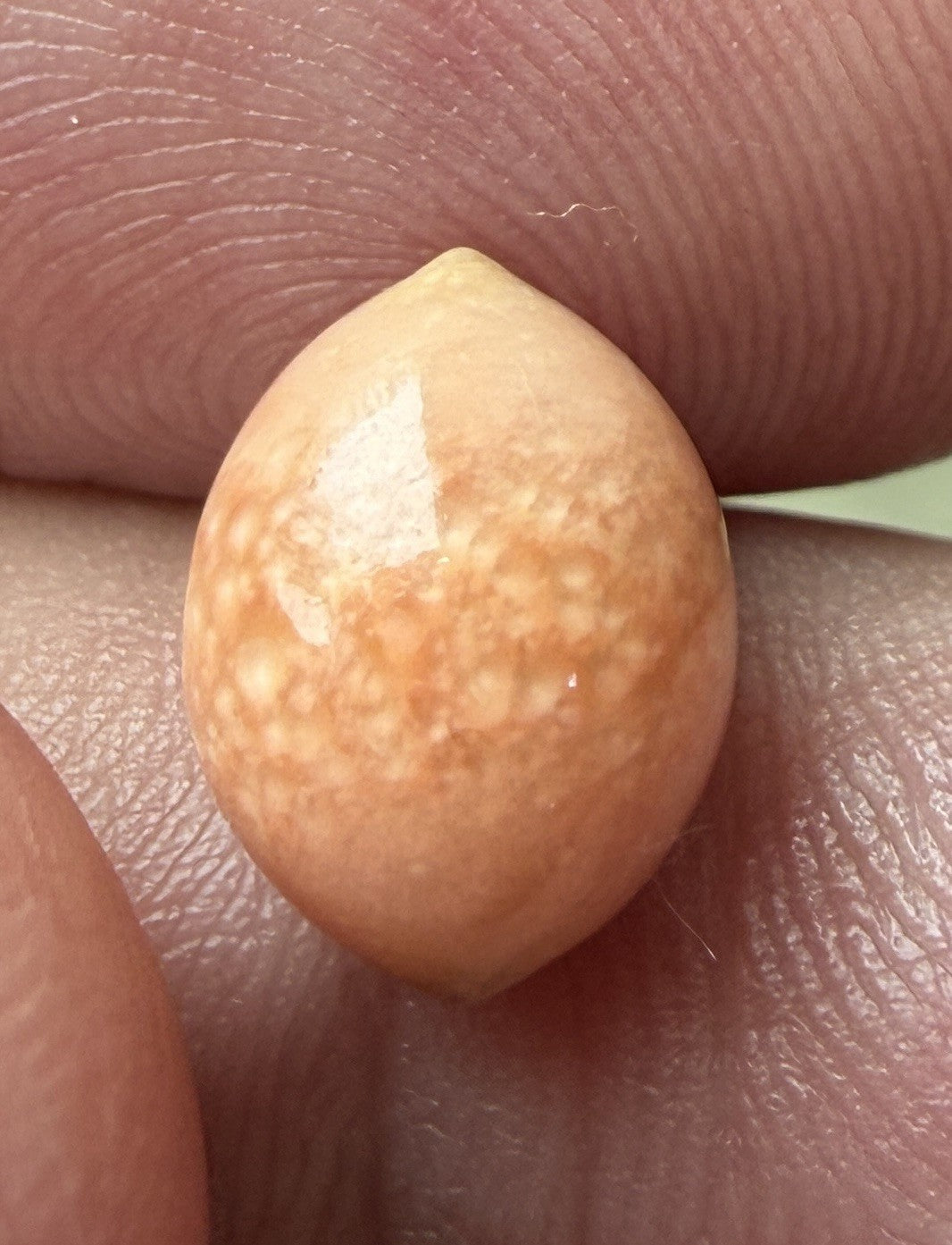 Melo Pearl 4.80ct - Natural Pearl - Exquisite!