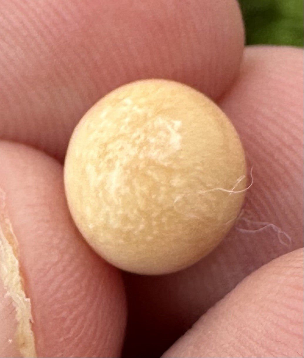 A Delightful Melo Pearl 5.22ct