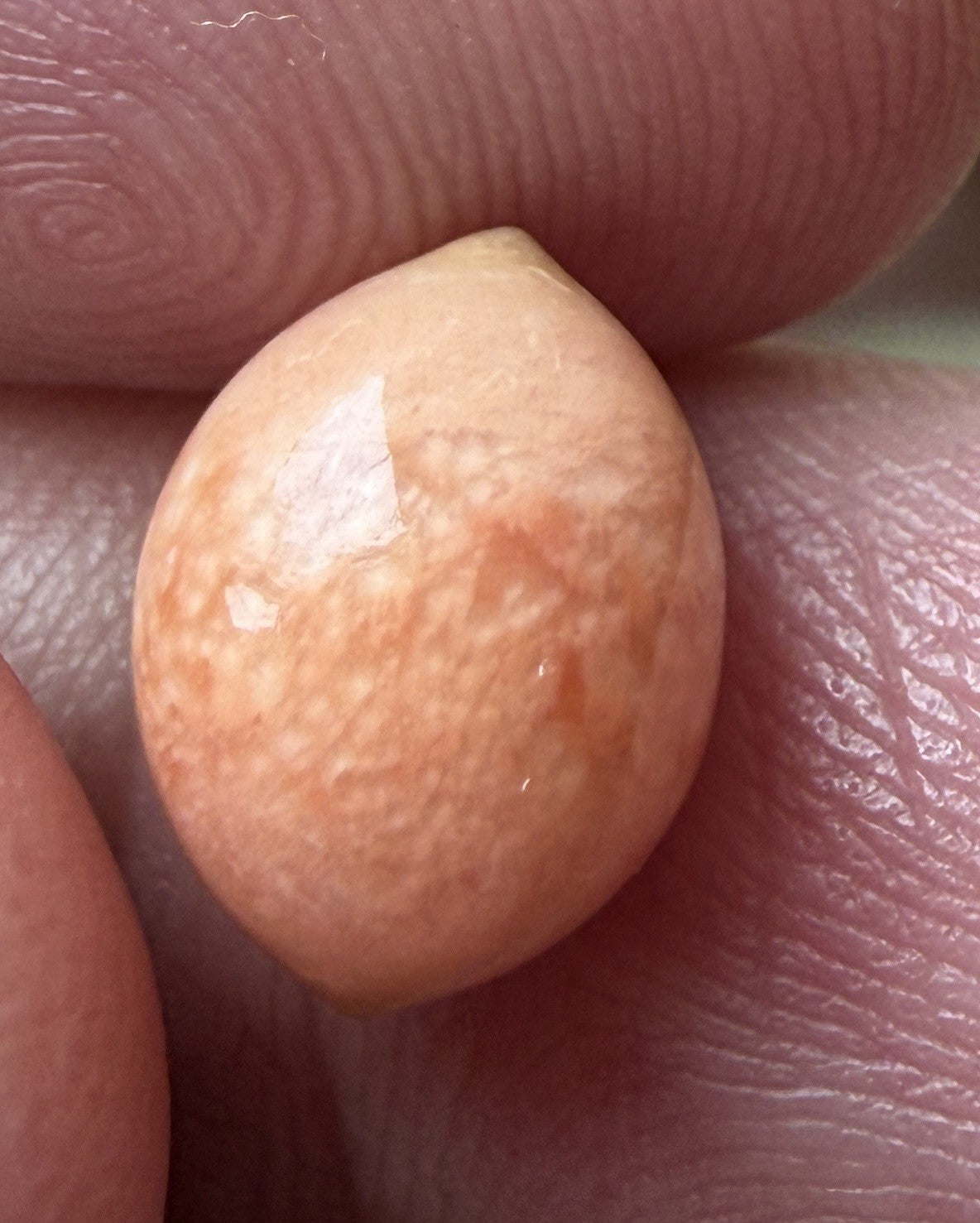 Melo Pearl 4.80ct - Natural Pearl - Exquisite!
